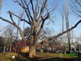 В Николаеве всего четыре дуба-старожила охраняются законом | СВІДОК.info